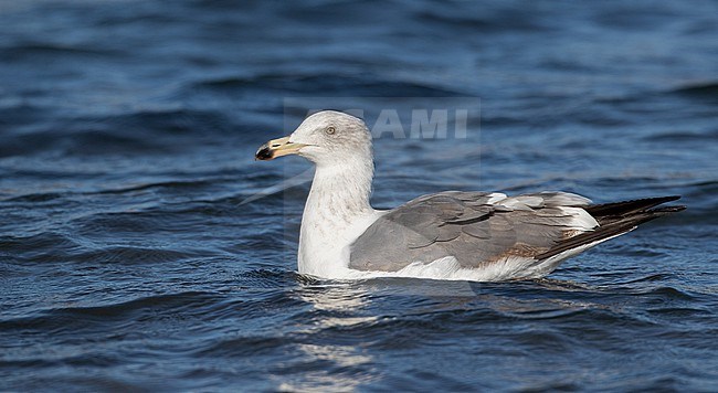 Yellow-footed Gull (Larus livens) adult winter swimming stock-image by Agami/Ian Davies,