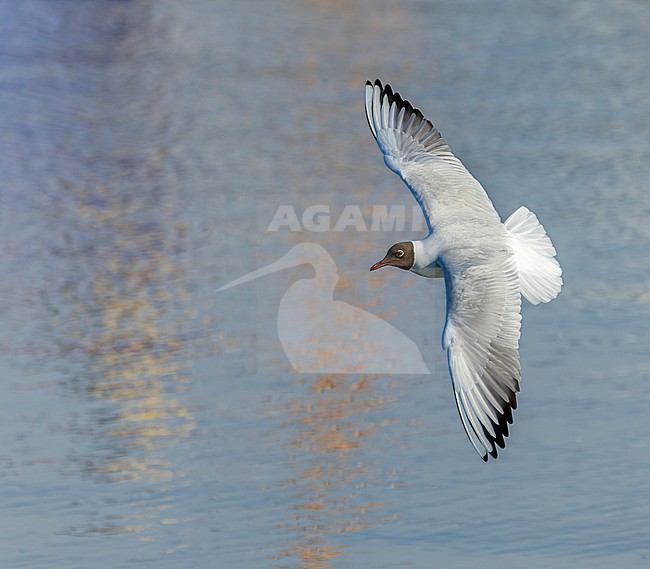 Adult Common black-headed gull (Chroicocephalus ridibundus) in harbour of Oudeschild, Texel, the Netherlands. stock-image by Agami/Marc Guyt,