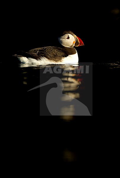 Papegaaiduiker zwemmend; Atlantic Puffin swimming stock-image by Agami/Danny Green,