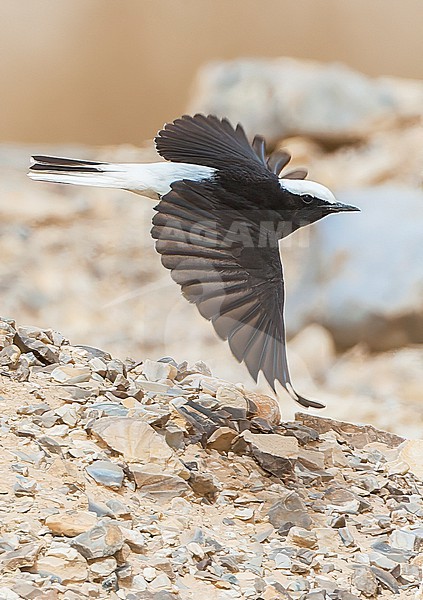 Male Hooded Wheatear (Oenanthe monacha,  a desert specialist species, in Negev desert, Israel. stock-image by Agami/Marc Guyt,