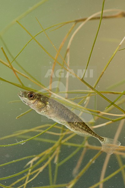 Tiendoornige stekelbaars, ninespine stickleback stock-image by Agami/Wil Leurs,