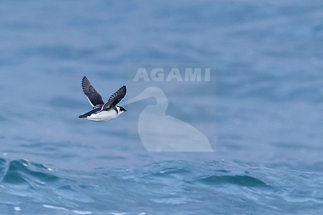 A Little Auk (Alle alle) in Winter plumage flighing above the North Sea in November stock-image by Agami/Mathias Putze,