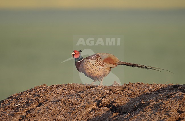 Fazant; Common Pheasant stock-image by Agami/Reint Jakob Schut,