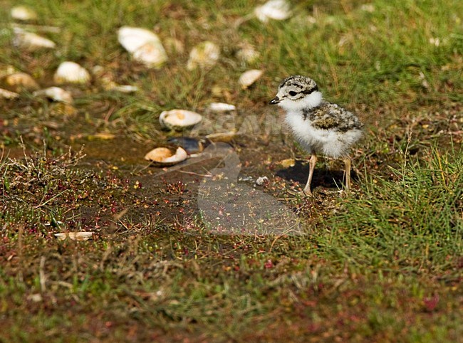 Bontbekplevier volwassen staand;, Common Ringed Plover adult standing stock-image by Agami/Roy de Haas,