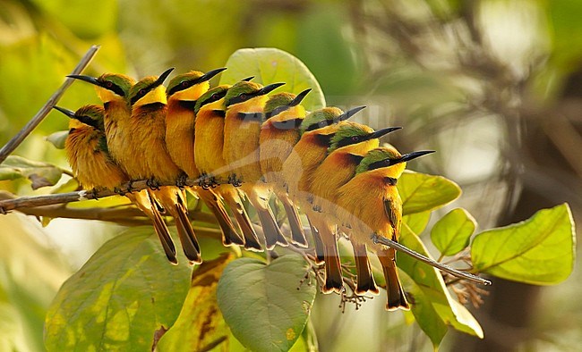 A bunch of Little Bee-eaters warms during the early morning hours in the Gambia stock-image by Agami/Jacques van der Neut,