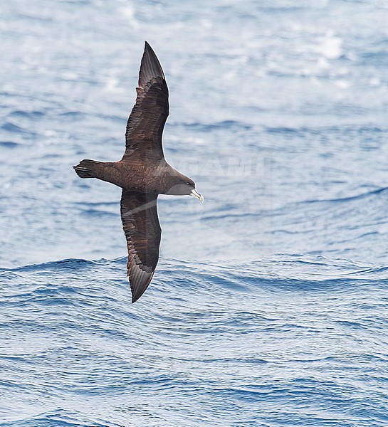 White-chinned Petrel, Procellaria aequinoctialis steadi, off the coast of New Zealand. stock-image by Agami/Marc Guyt,