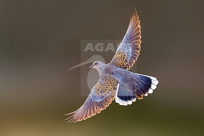 Eurasian Turtle Dove, Streptopelia turtur, in Italy. stock-image by Agami/Daniele Occhiato,