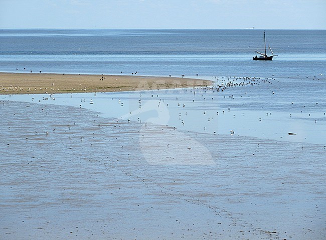 Flcok of waders at the Wadden Sea coast of Texel, a Dutch island in the north of the Netherlands. With sailing boat floating in the water. stock-image by Agami/Marc Guyt,