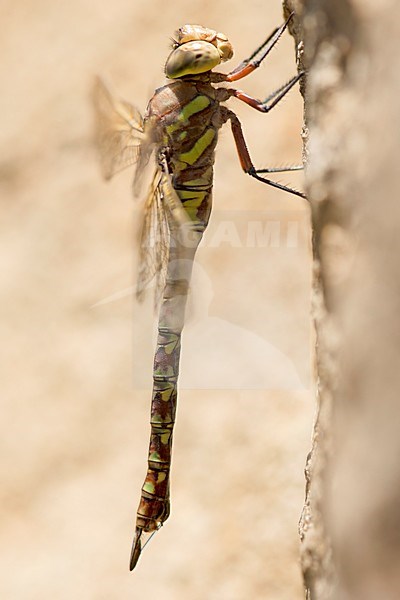 Vrouwtje Pinheyschna subpupillata, Female Stream Hawker stock-image by Agami/Wil Leurs,
