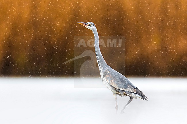 Grey Heron (Ardea cinerea) in Italy. stock-image by Agami/Daniele Occhiato,