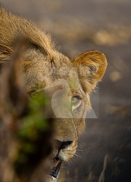 Portrait of a male lion, Panthera leo. Savuti, Chobe National Park, Botswana stock-image by Agami/Sergio Pitamitz,