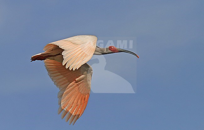 Wild Japanese Crested ibis (Nipponia nippon) in flight in China. A species that was brought to the brink of extinction. stock-image by Agami/Pete Morris,