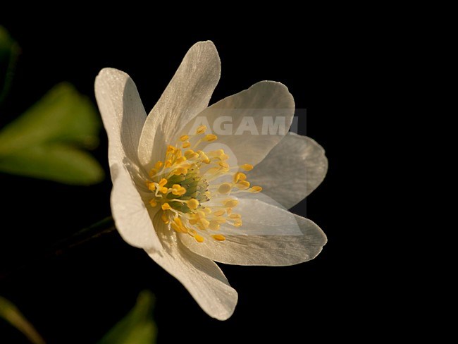 Close-up van bloeiende Bosanemoon, Close up of flowering Wood anemone stock-image by Agami/Wil Leurs,