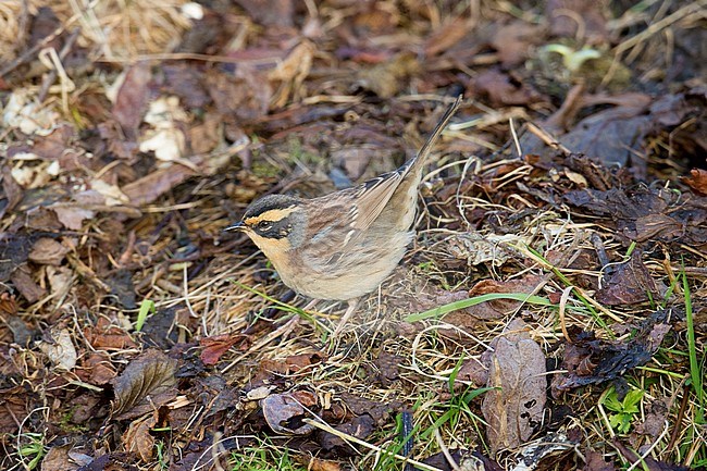 Bergheggenmus, Siberian Accentor, Prunella montanella stock-image by Agami/Hugh Harrop,