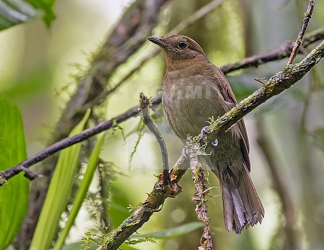 Northern Schiffornis (Schiffornis veraepacis) in Panama. stock-image by Agami/Pete Morris,