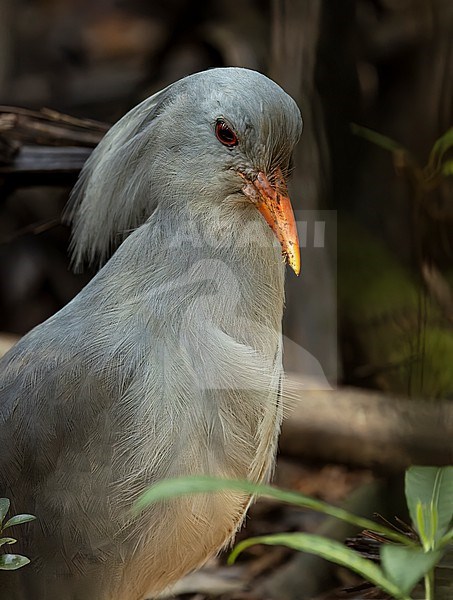 Kagu (Rhynochetos jubatus) at Rivière Bleue Territorial Park, New Caledonia. Endemic and endangered. stock-image by Agami/Marc Guyt,