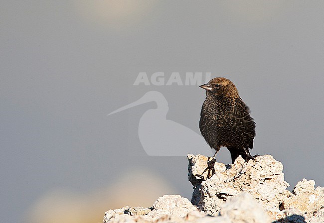 Red-winged Blackbird (Agelaius phoeniceus) perched on tufa rock formations at Mono Lake, USA. stock-image by Agami/Marc Guyt,