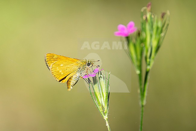 large skipper (Ochlodes sylvanus) feeding on a pink blossom, found in Bavarian Steigerwald, Middle Franconia in Germany stock-image by Agami/Mathias Putze,