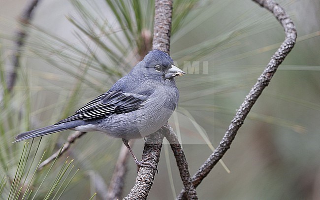 Tenerife Blue Chaffinch (Fringilla teydea) male perched at Tenerife, Canary Islands stock-image by Agami/Helge Sorensen,