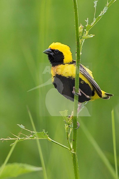 Male Yellow-crowned Bishop perched in grassland stock-image by Agami/Dubi Shapiro,