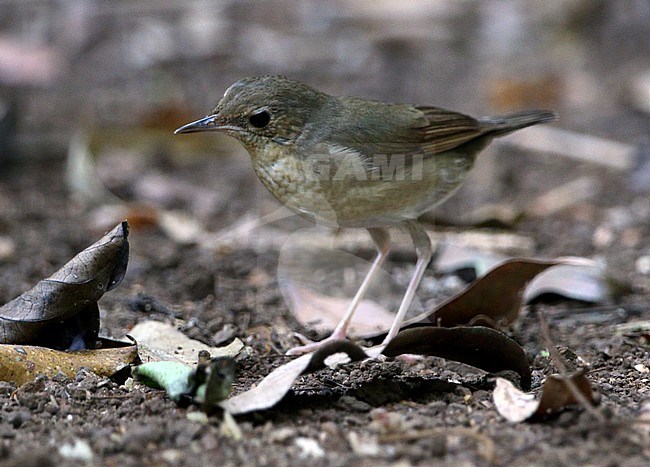 Siberian Blue Robin (Larvivora cyane) wintering in Vietnam. stock-image by Agami/James Eaton,