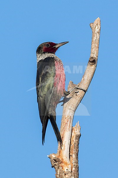 Adult
Los Angeles Co., CA
December 2021 stock-image by Agami/Brian E Small,