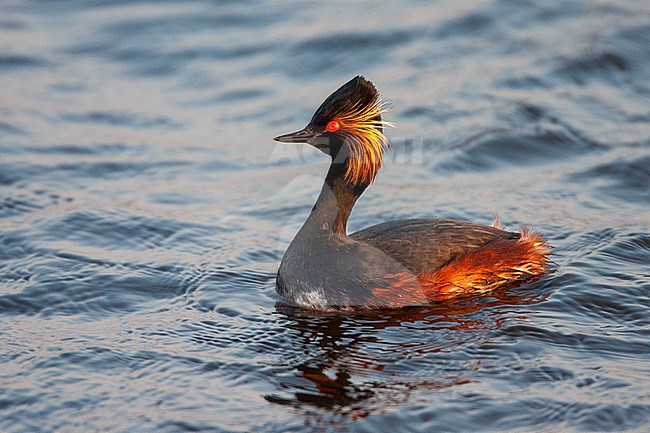 Adult Black-necked Grebe (Podiceps nigricollis) in summer plumage swimming at the Starrevaart near Leiden in the Netherlands. stock-image by Agami/Marc Guyt,