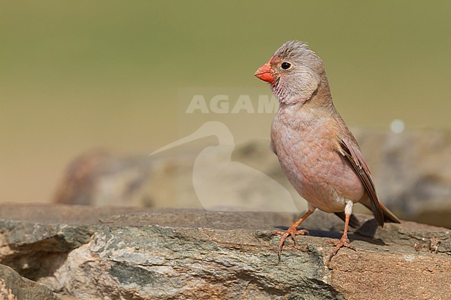 Trumpeter Finch - WÃ¼stengimpel - Bucanetes githagineus ssp. zedlitzi, Morocco stock-image by Agami/Ralph Martin,
