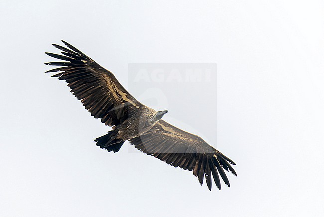 African WHite-backed Vulture (Gyps africanus) stock-image by Agami/Dani Lopez-Velasco,