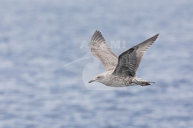 Herring gull (Larus argentatus), argenteus subspecies, juvenile in flight, with the sea as background stock-image by Agami/Sylvain Reyt,