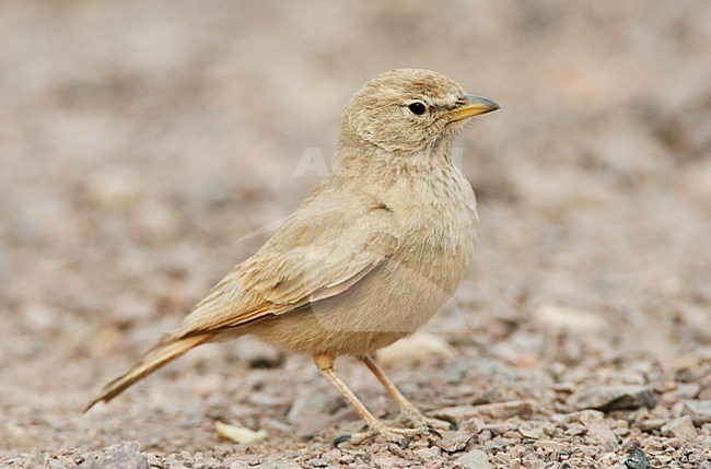 Woestijnleeuwerik, Desert Lark, Ammomanes deserti stock-image by Agami/Marc Guyt,