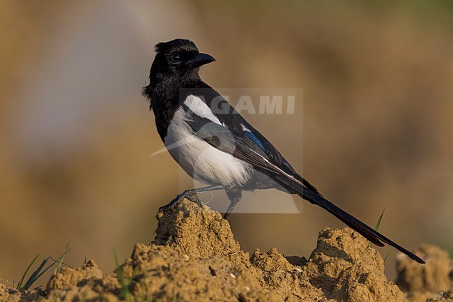 Ekster; Eurasian Magpie stock-image by Agami/Daniele Occhiato,
