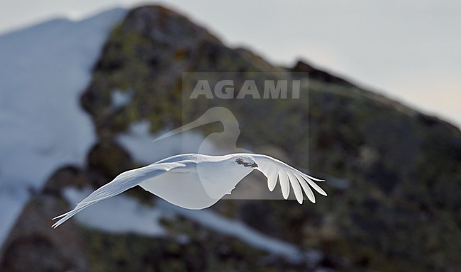 Alpensneeuwhoen in vlucht, Rock Ptarmigan in flight stock-image by Agami/Markus Varesvuo,