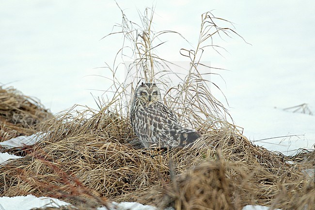 Velduil, Short-eared Owl (Asio flammeus) stock-image by Agami/Dick Forsman,