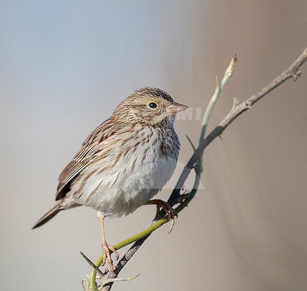 Savannah Sparrow (Passerculus sandwichensis) perched on a branch stock-image by Agami/Ian Davies,