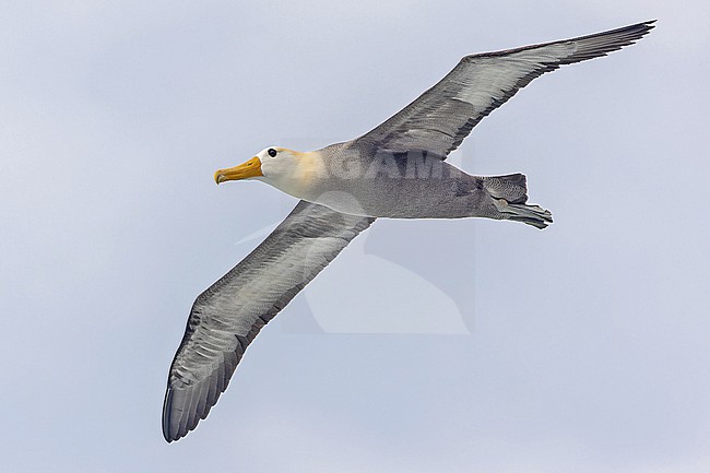 Adult Waved Albatross (Phoebastria irrorata) on the Galapagos Islands, part of the Republic of Ecuador. stock-image by Agami/Pete Morris,