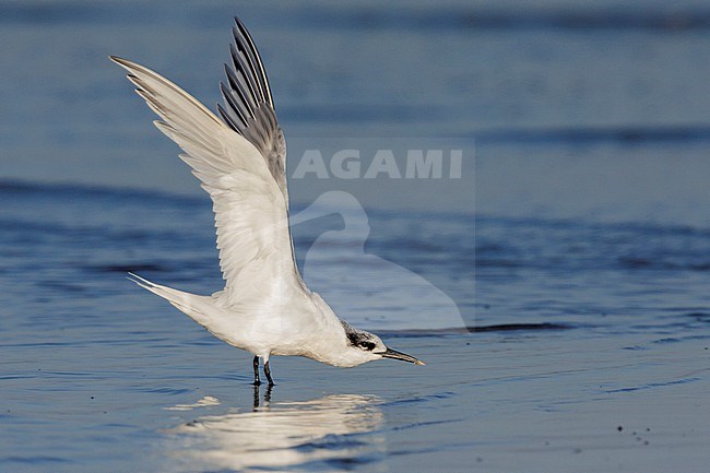Sandwich Tern (Thalasseus sandvicensis), side view of an adult in winter plumage stretching its wings, Campania, Italy stock-image by Agami/Saverio Gatto,