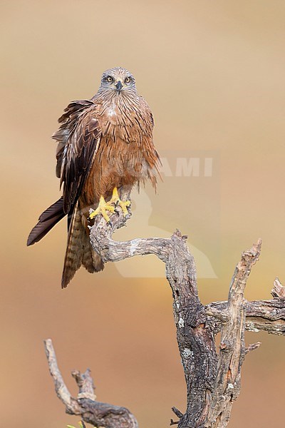 Black Kite, Adult perched on a dead tree, Basilicata, Italy (Milvus migrans) stock-image by Agami/Saverio Gatto,