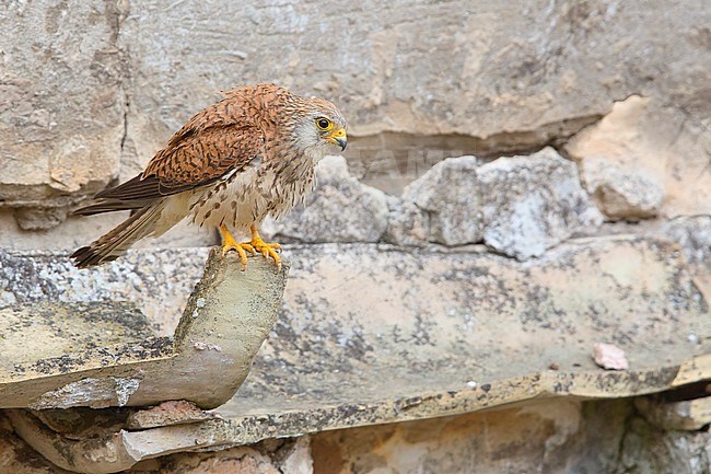 Lesser Kestrel, Adult, Female, Matera, Basilicata, Italy (Falco naumanni) stock-image by Agami/Saverio Gatto,