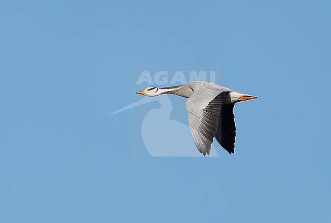 Adult Bar-headed Goose (Anser indicus) on migration flying in blue sky in sideview showing upperwing stock-image by Agami/Ran Schols,