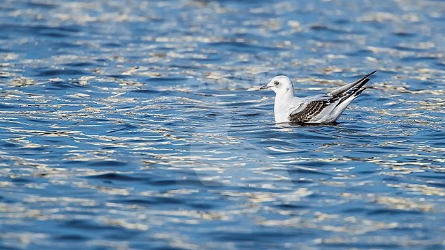 1st winter Ross's Gull swimming on dock in Vlissingen, Zeeland, The Netherlands. January 30, 2018. stock-image by Agami/Vincent Legrand,