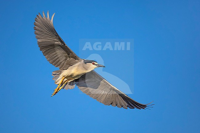 Adult Black-crowned Night Heron, Nycticorax nycticorax, in Italy. stock-image by Agami/Daniele Occhiato,