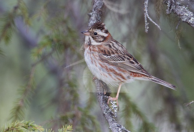 Volwassen vrouwtje Bosgors; Adult female Rustic Bunting stock-image by Agami/Markus Varesvuo,