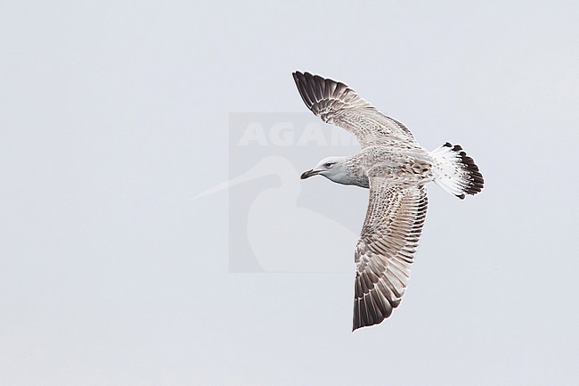 immature or second winter caspian gull (larus cachinnans) in flight, found offshore at North Sea in German Bight stock-image by Agami/Mathias Putze,