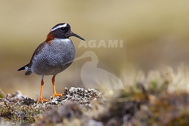 Birds of Peru, an Diademed Sandpiper-Plover stock-image by Agami/Dubi Shapiro,