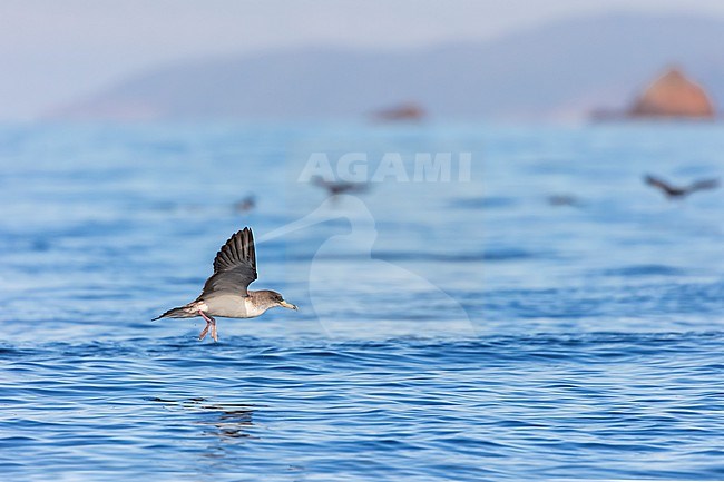 An adult Scopoli's shearwater is seen with its feed hanging down over a clear blue sea and the coast of Sardinia in the background. Scopoli's Shearwaters breed on rocky islands and on steep coasts in the Mediterranean but outside the breeding season it forages in the Atlantic. stock-image by Agami/Jacob Garvelink,
