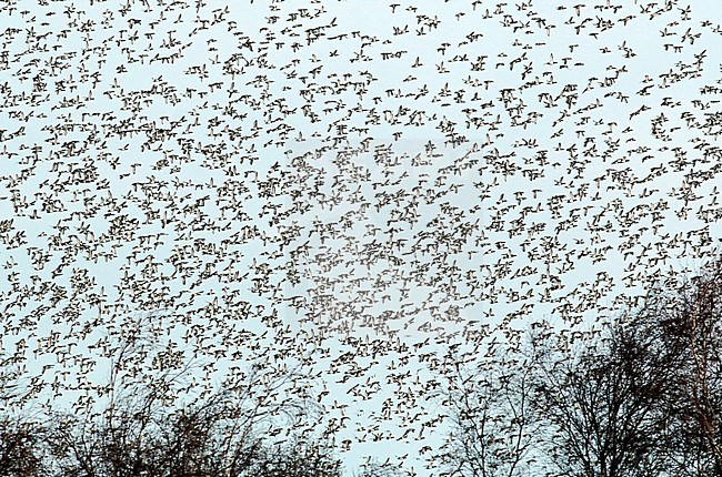 Huge flock of wintering Greater Scaups (Aythya marila) in flight over the Ijsselmeer, Noord Holland, in the Netherlands. stock-image by Agami/Renate Visscher,
