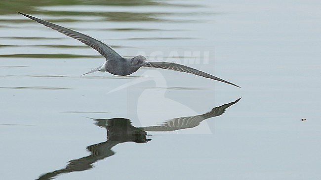 Black tern (Chlidonias niger) in flight, catching prey. stock-image by Agami/Lennart Verheuvel,