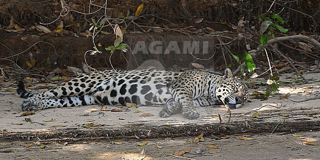 Jaguar (Panthera onca) at the Pantanal, Brazil stock-image by Agami/Eduard Sangster,