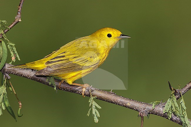 Adult male
Galveston Co., TX
May 2012 stock-image by Agami/Brian E Small,